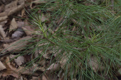 Pinus koraiensis