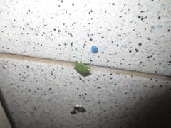 Acrosternum millierei