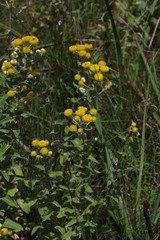 Helichrysum cooperi