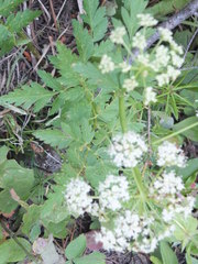 Ligusticum canbyi