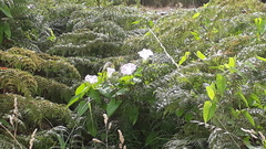 Calystegia sepium roseata x Silvatica disjuncta