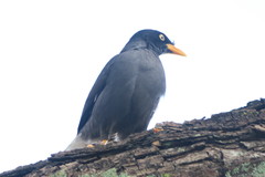 Acridotheres javanicus