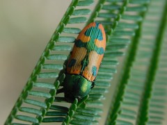 Castiarina scalaris