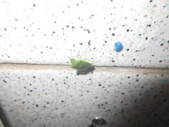 Acrosternum millierei