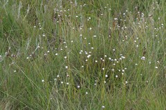 Eriocaulon dregei