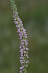 Erica alopecurus