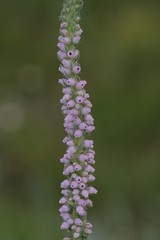 Erica alopecurus