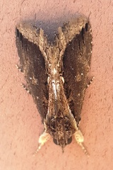 Ercheia cyllaria