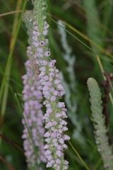 Erica alopecurus