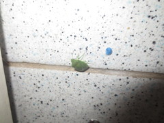 Acrosternum millierei