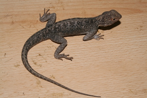 Hartmann's Agama, Agama hartmanni