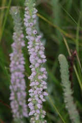 Erica alopecurus