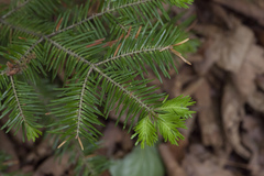 Abies nephrolepis