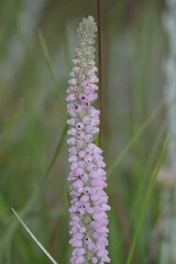 Erica alopecurus