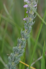 Erica alopecurus