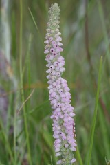 Erica alopecurus