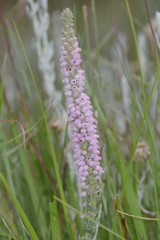 Erica alopecurus