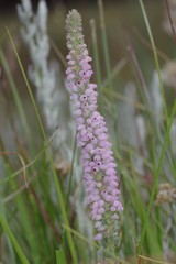Erica alopecurus