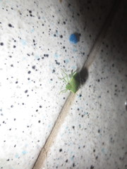 Acrosternum millierei