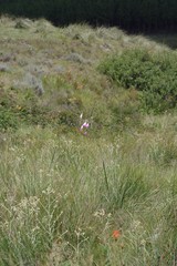 Dierama pulcherrimum