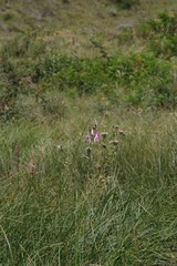 Dierama pulcherrimum