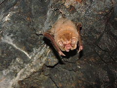 Mormoops megalophylla