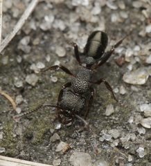 Rhytidoponera tasmaniensis