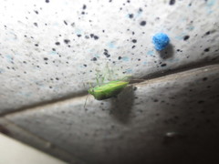 Acrosternum millierei