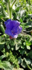 Echium judaeum