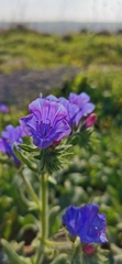 Echium judaeum