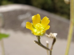 Abutilon theophrasti
