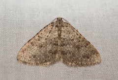 Colostygia multistrigaria