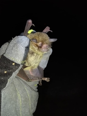 Pteronotus mesoamericanus