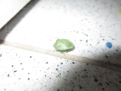 Acrosternum millierei