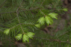 Abies nephrolepis