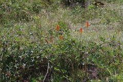 Kniphofia triangularis
