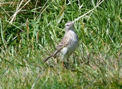 Anthus novaeseelandiae