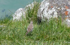 Anthus novaeseelandiae