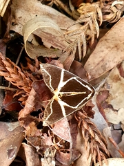 Agamana sarmentosa