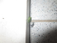 Acrosternum millierei