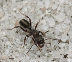 Rhytidoponera tasmaniensis