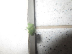 Acrosternum millierei