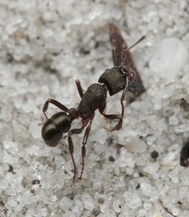 Rhytidoponera tasmaniensis