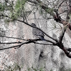 Streptopelia orientalis