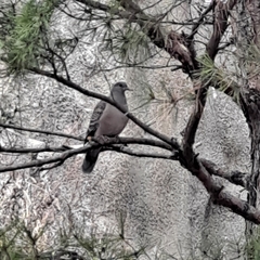 Streptopelia orientalis