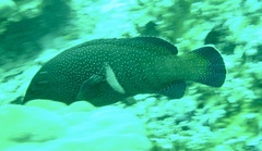 Cephalopholis argus