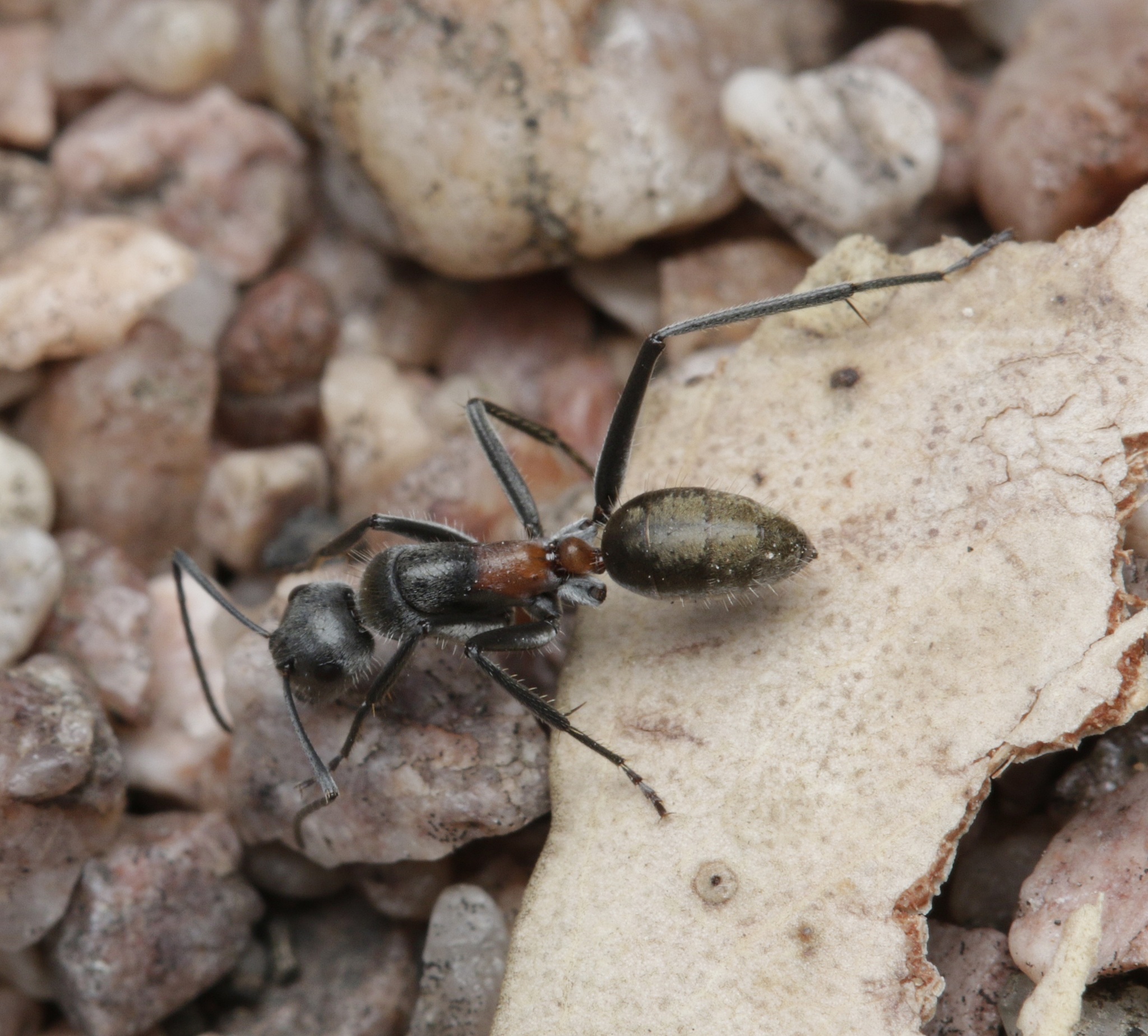 Camponotus pawseyi