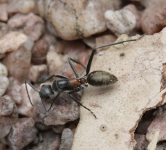 Camponotus fergusoni