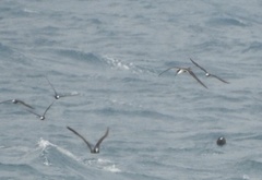 Onychoprion anaethetus