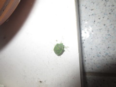 Acrosternum millierei